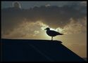 Möwe im Abendlicht von Hartmut Regenstein