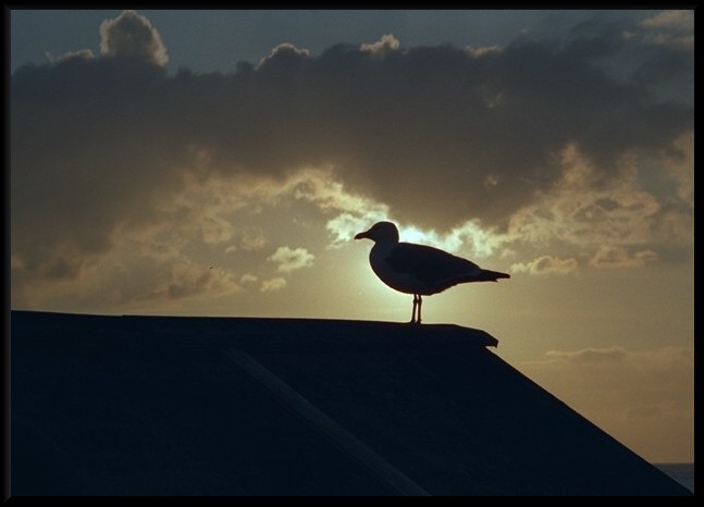 Möwe im Abendlicht by Hartmut Regenstein