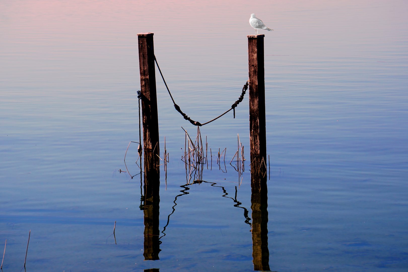 Möwe im Abendlicht