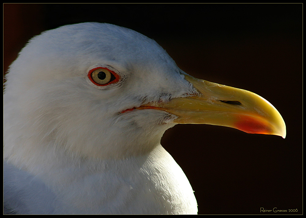 Möwe im Abendlicht