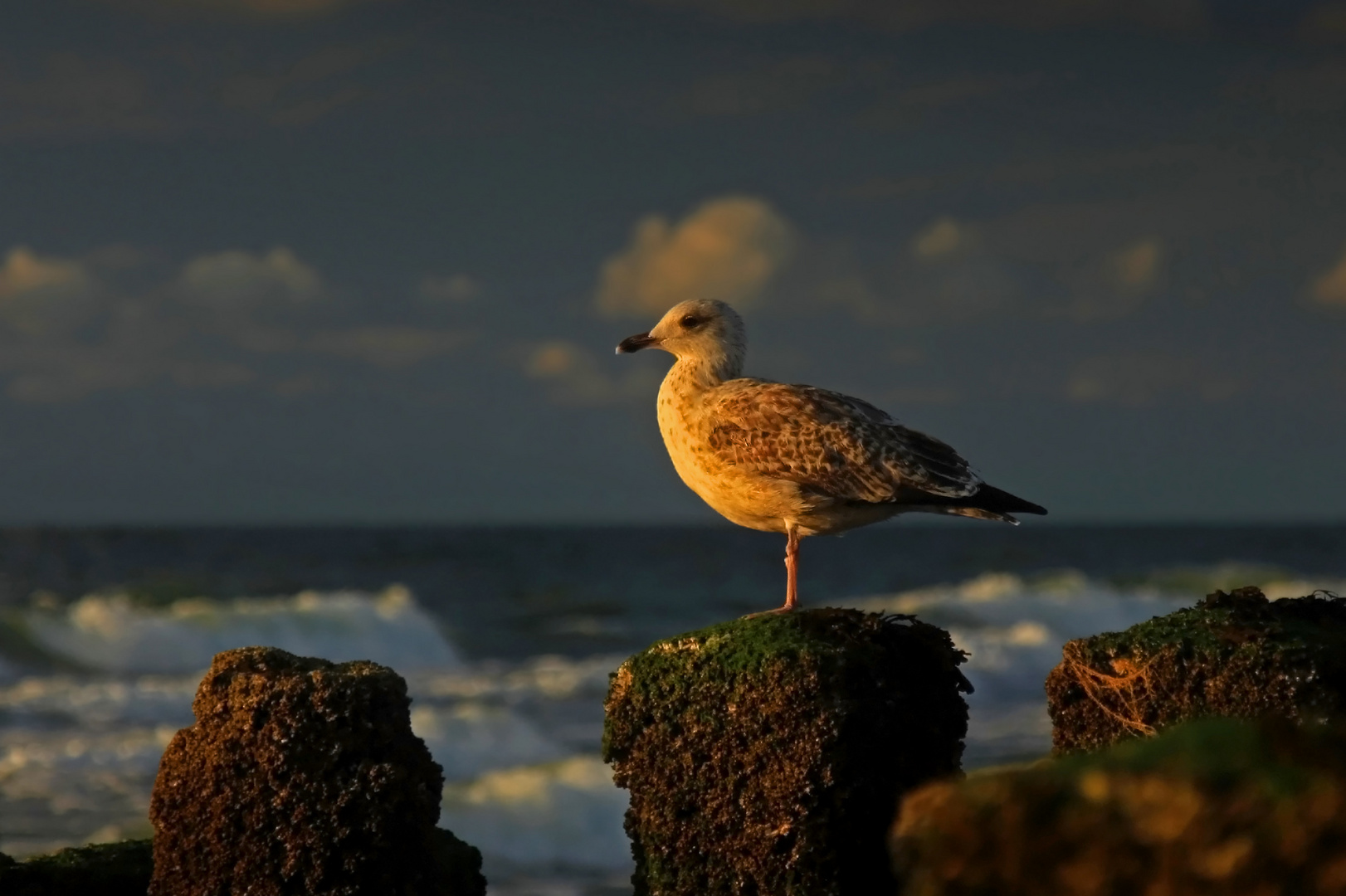 Möwe im Abendlicht