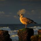 Möwe im Abendlicht