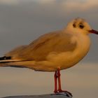 Möwe im Abendlicht