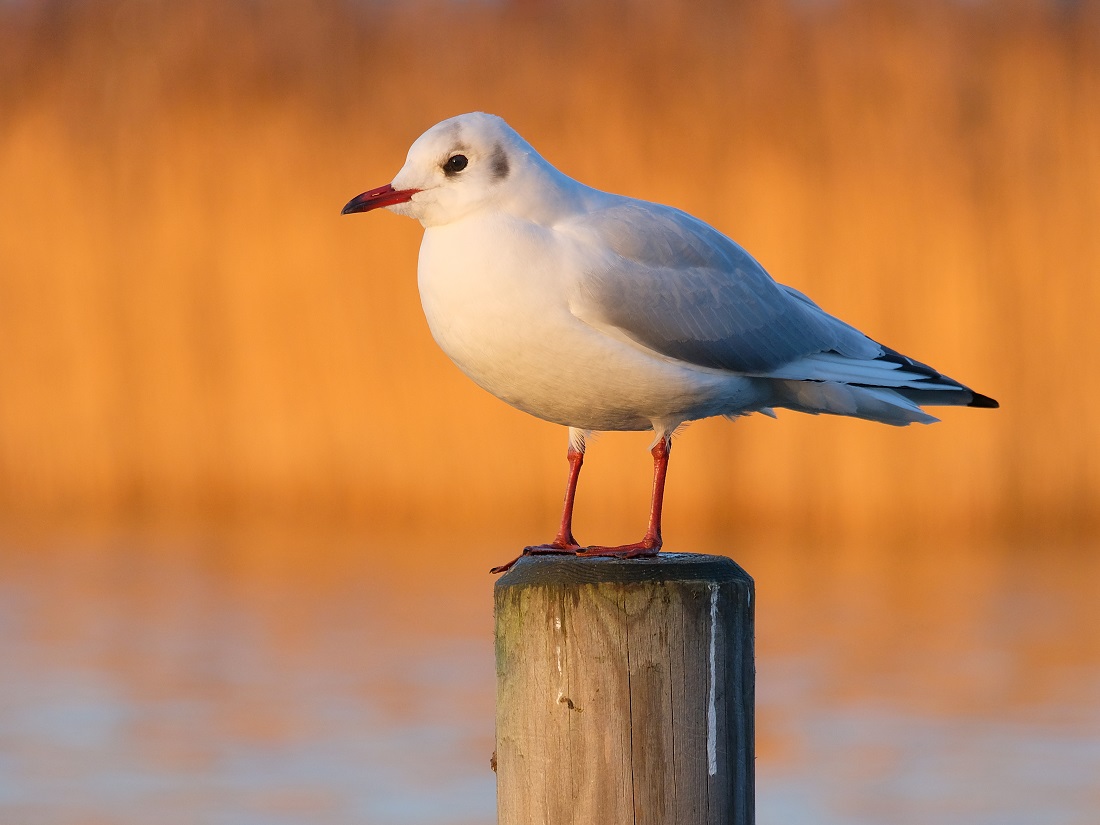 Möwe im Abendlicht