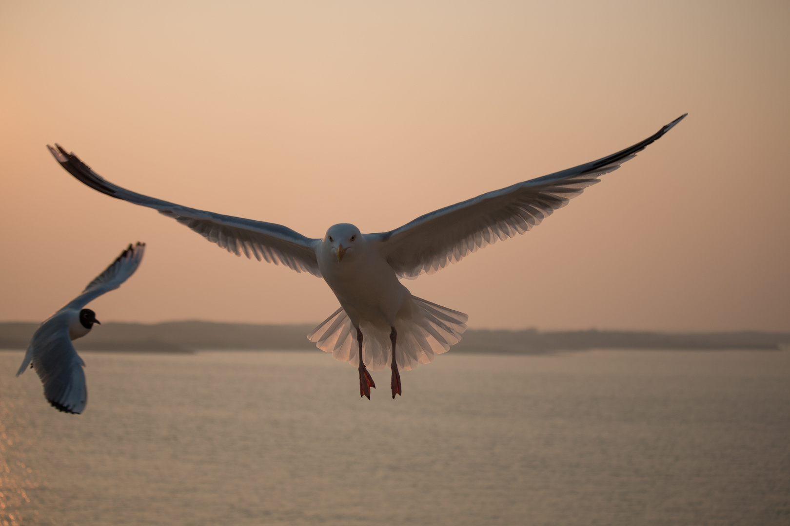 Möwe im Abendlicht