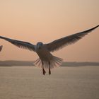 Möwe im Abendlicht