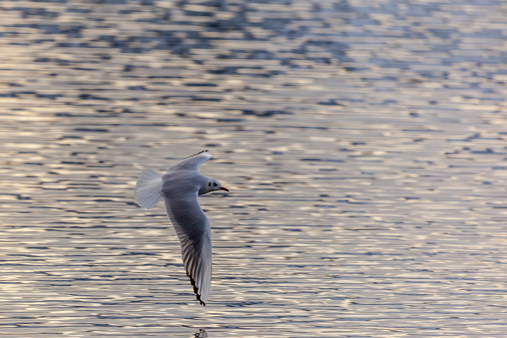 Möwe im Abendlicht