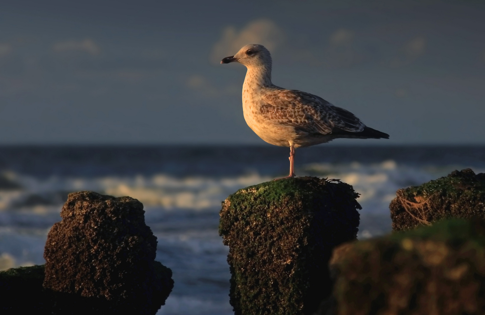 Möwe im Abendlicht