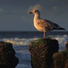 Möwe im Abendlicht