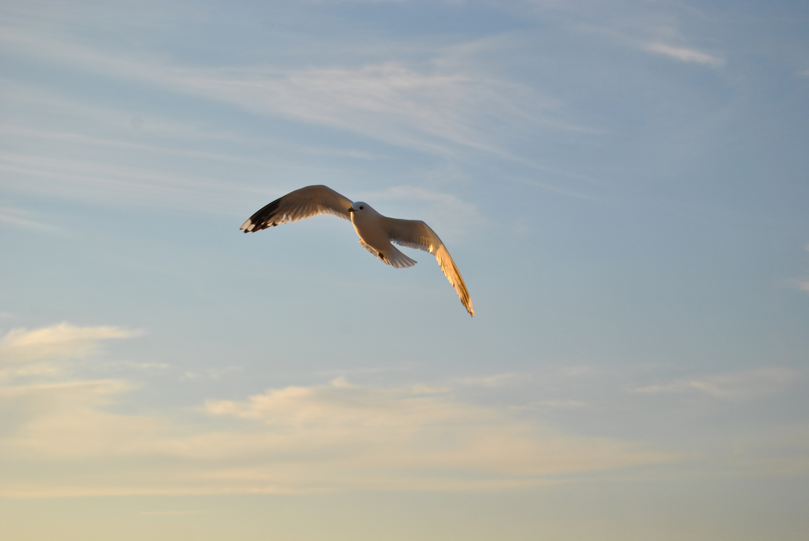 Möwe im Abendlicht