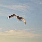 Möwe im Abendlicht