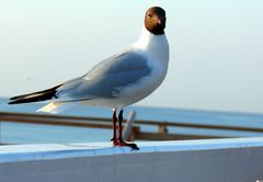 Möwe im Abendlicht