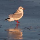 Möwe im Abendlicht