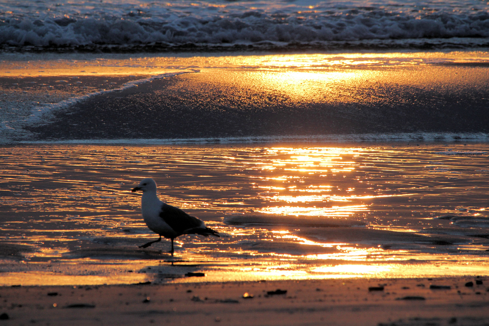 Möwe im Abendrot