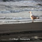 Möwe im Abendrot Norderney