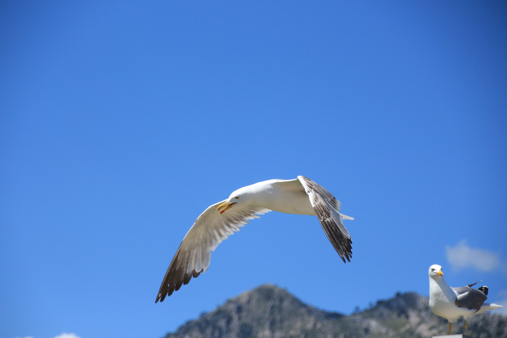  Möwe im Abflug