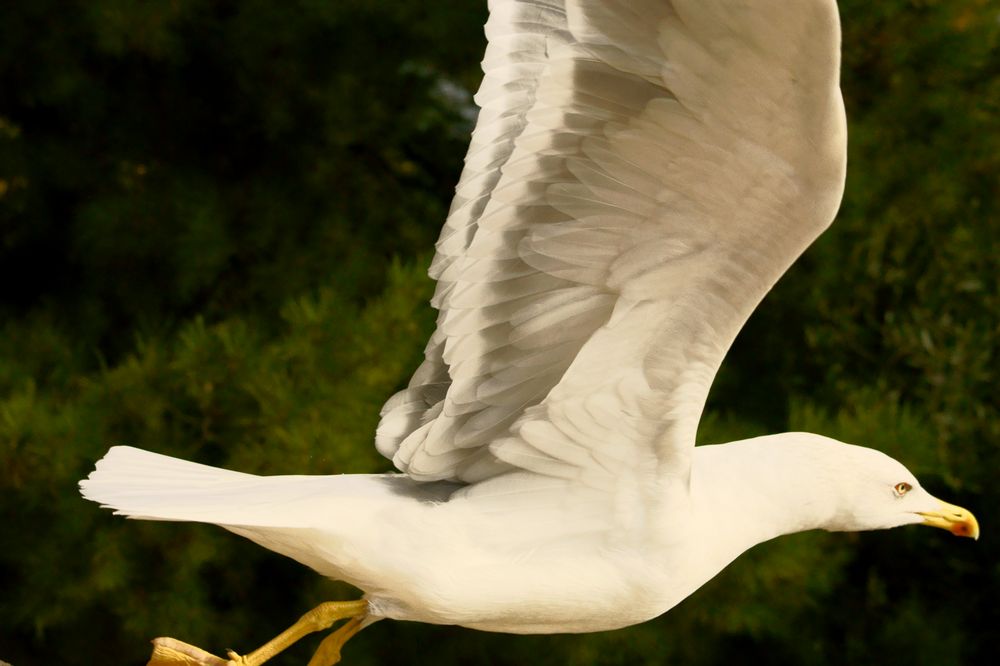 Möwe im Abflug von Renzo Bonfranchi 