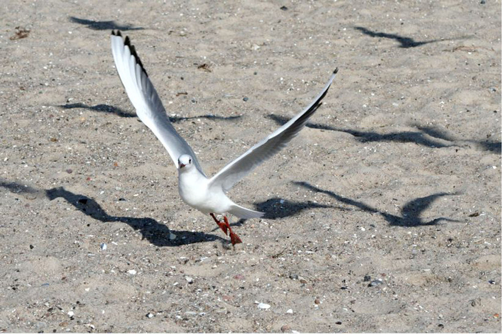 Möwe im Abflug