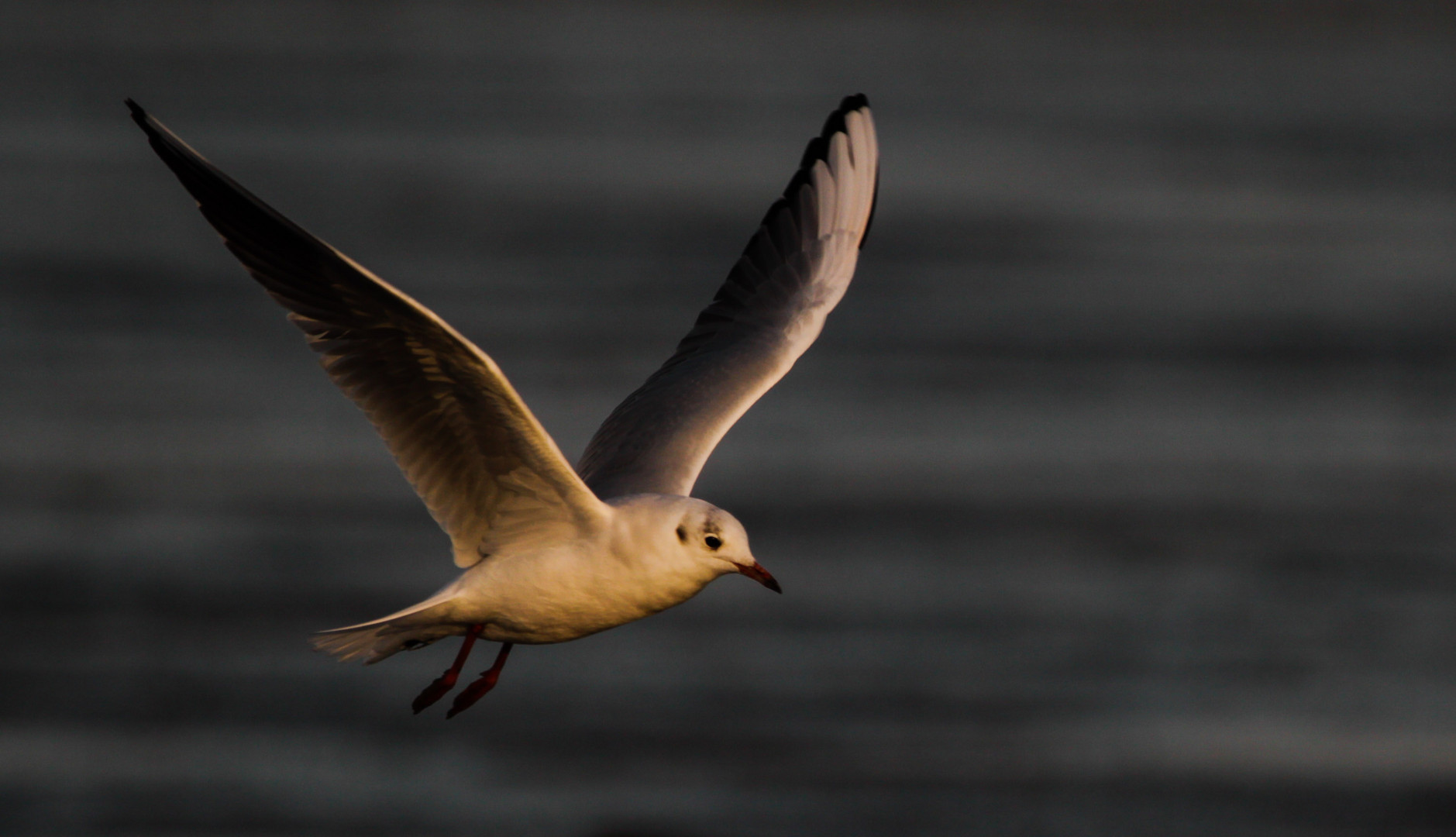 Möwe im Abflug