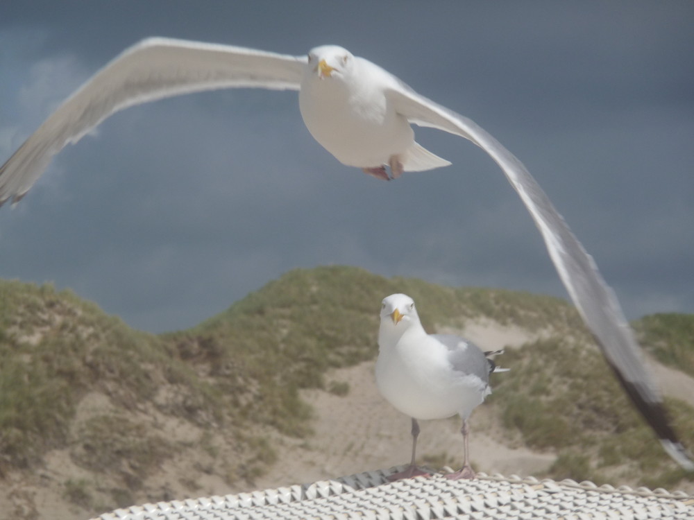 Möwe im Abflug