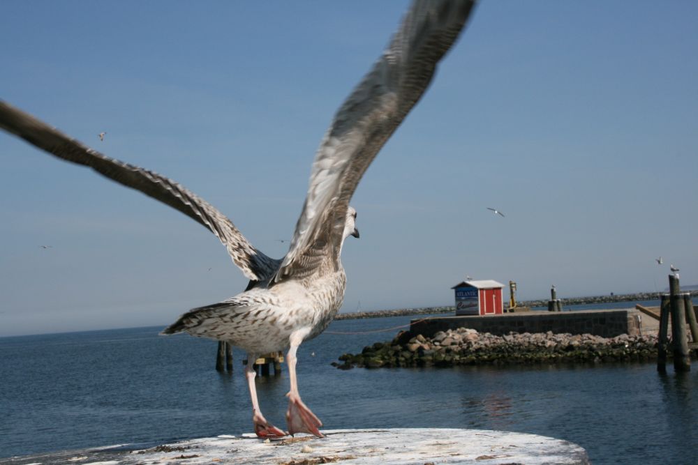 Möwe im Abflug