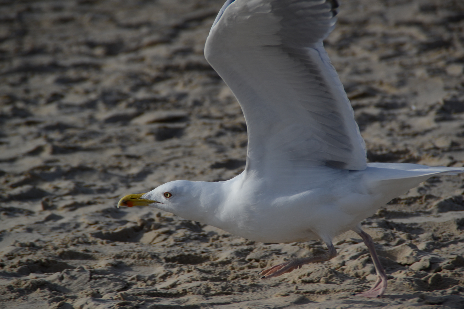 Möwe im Abflug