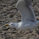 Möwe im Abflug