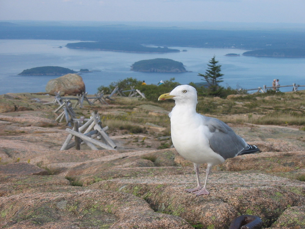 Möwe im Acadia National Park in Maine