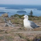 Möwe im Acadia National Park in Maine