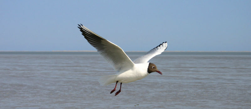 Möwe im Alleinflug