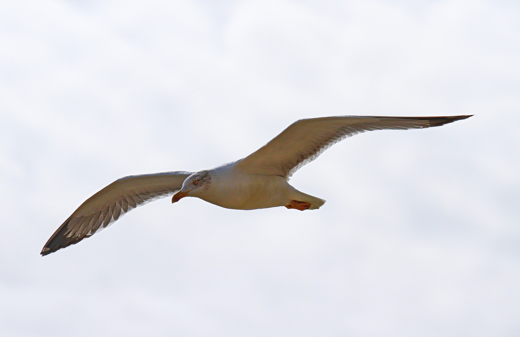 Möwe im Anflug