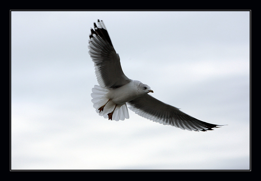 Möwe im Anflug