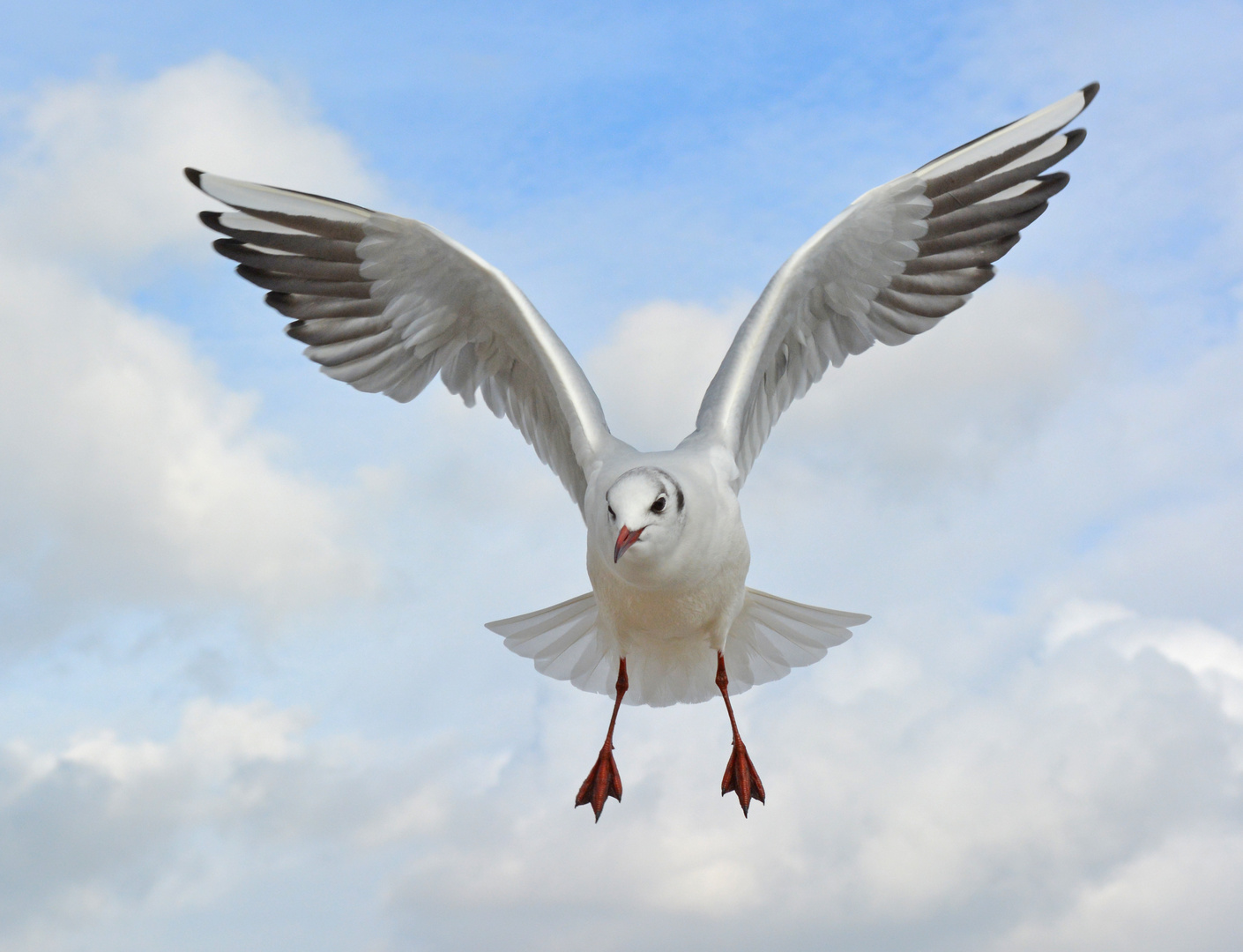 Möwe im Anflug