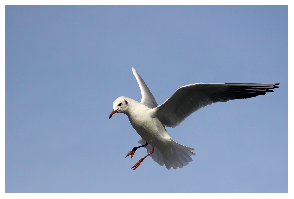 Möwe im Anflug