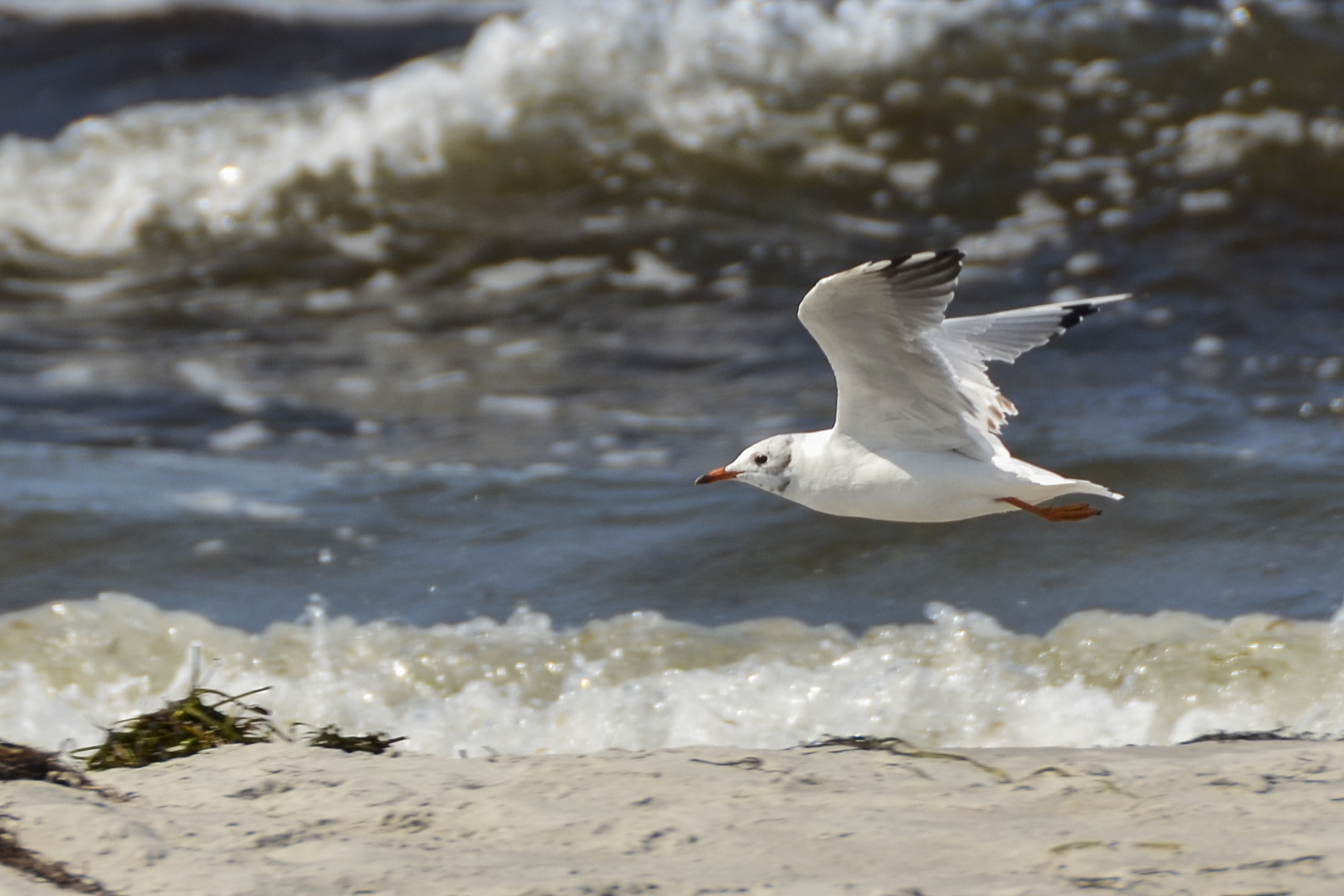 Möwe im Anflug