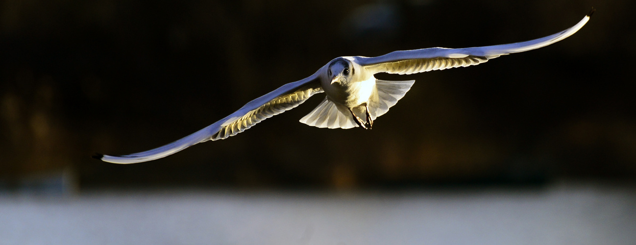 Möwe im Anflug