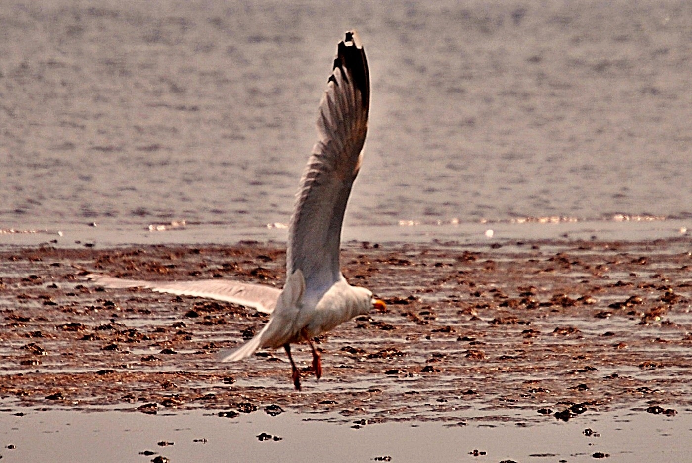 Möwe im Anflug