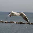 Möwe im Anflug!