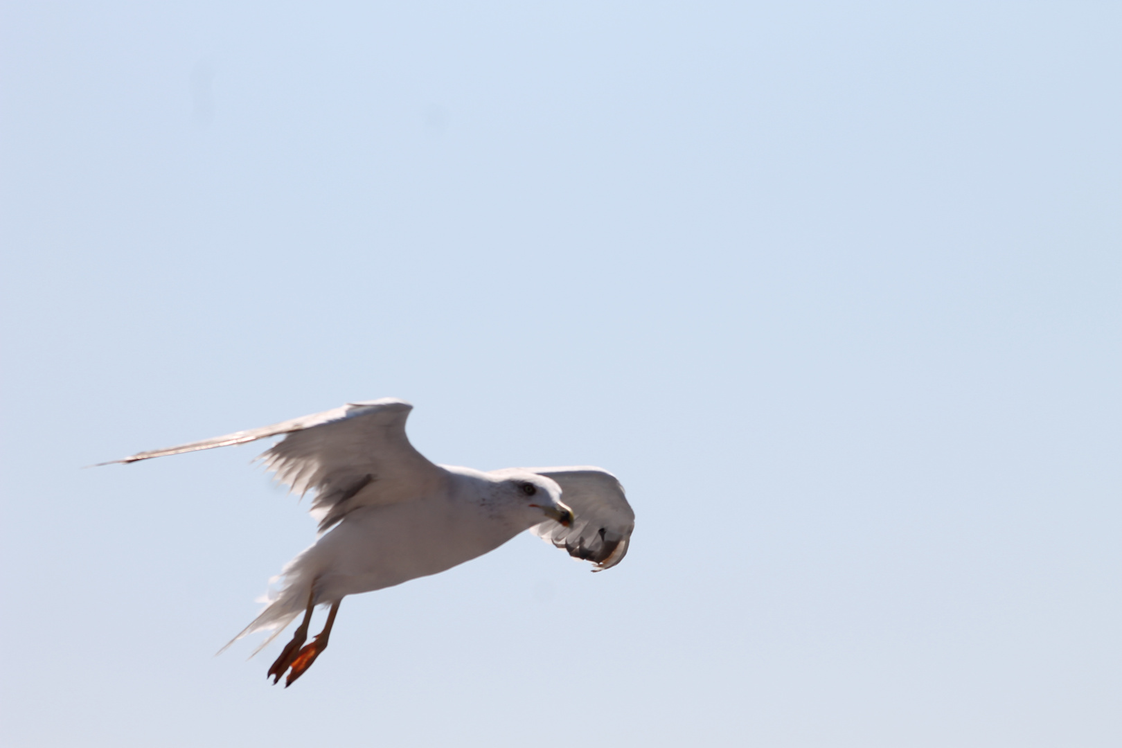 Möwe im Anflug