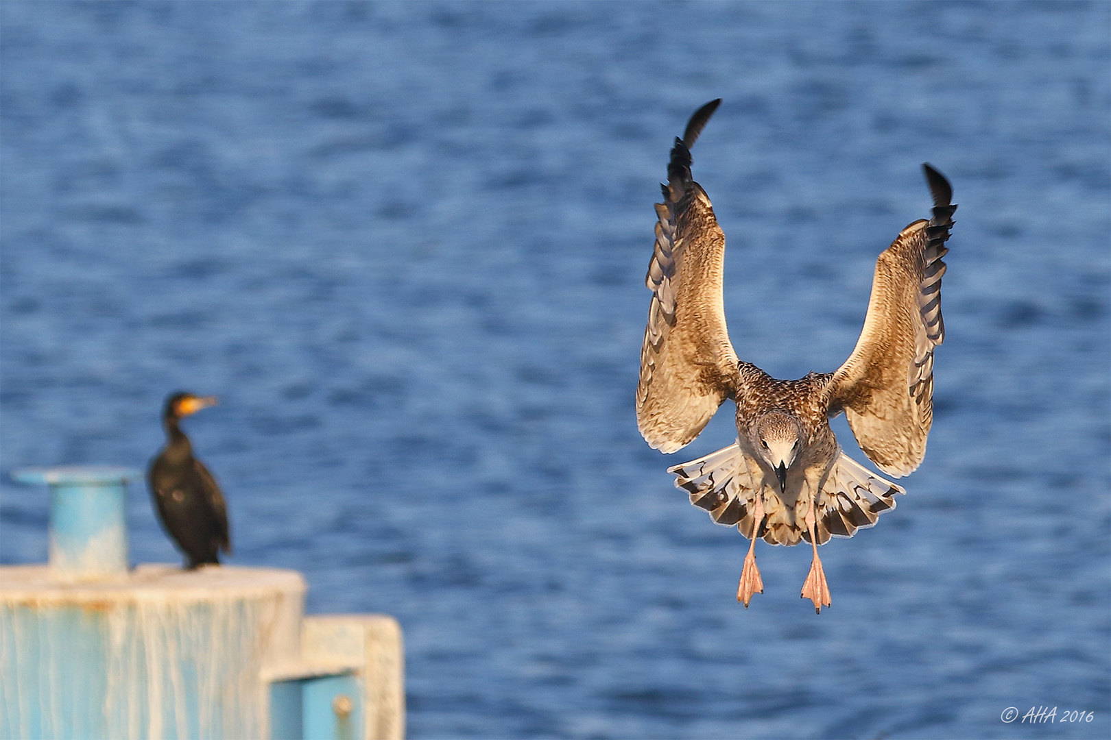 Möwe im Anflug - 2