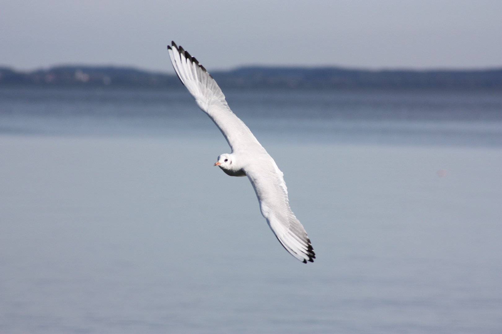 Möwe im Anflug