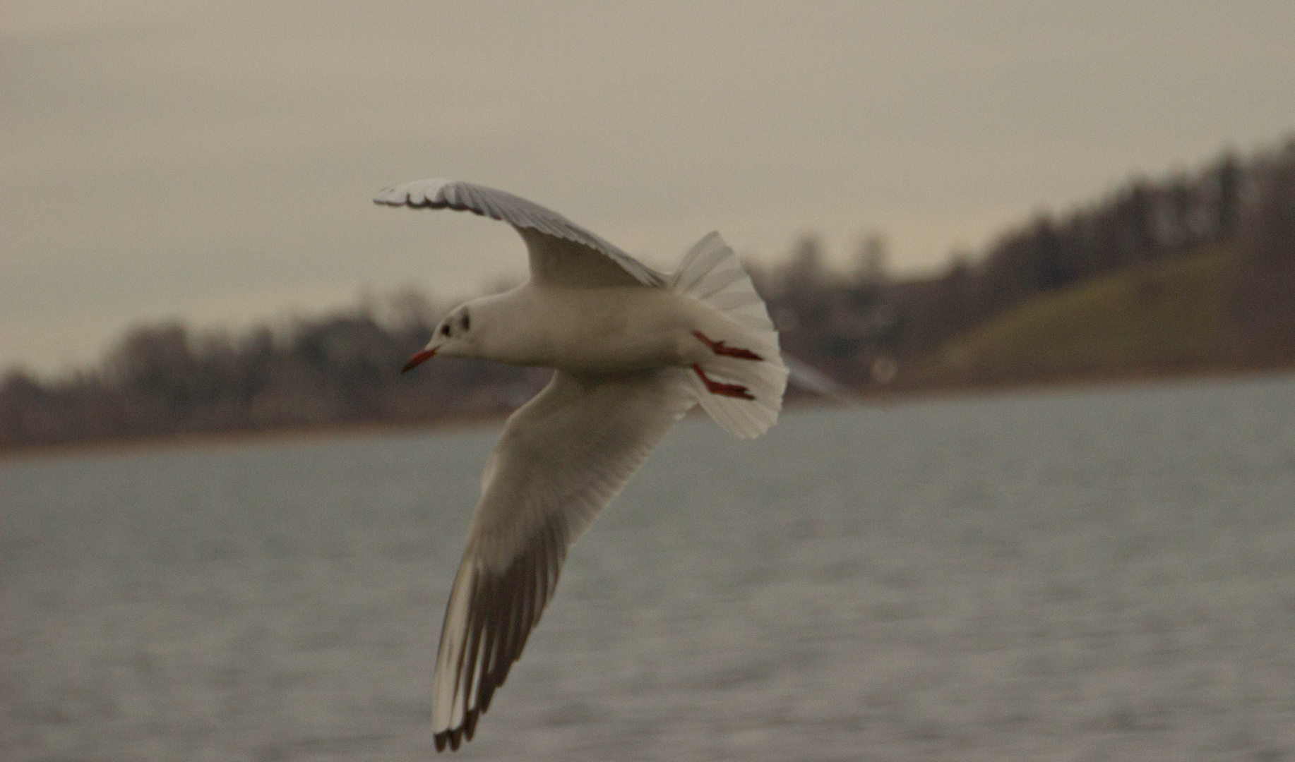 Möwe im Anflug