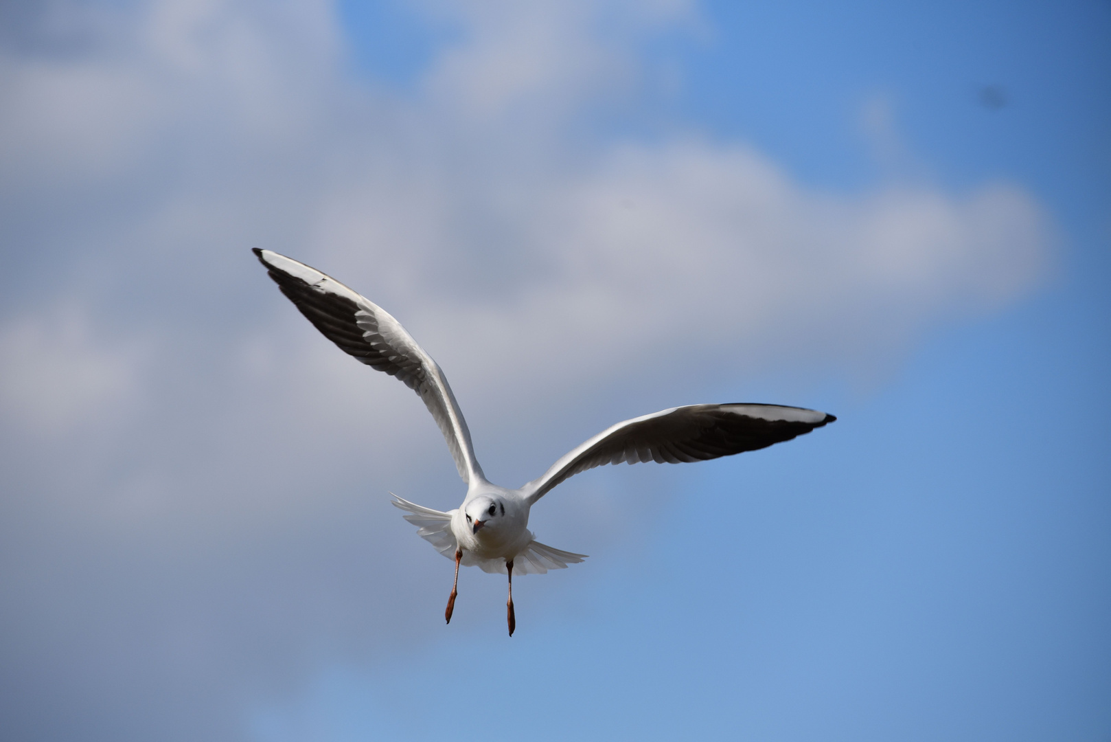 Möwe im Anflug