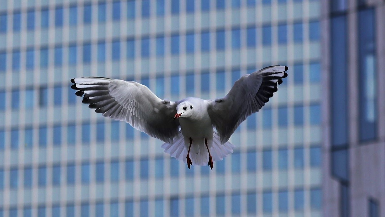 Möwe im Anflug