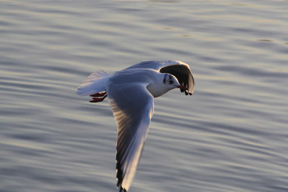 Möwe im Anflug