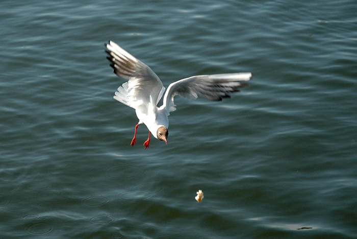 Möwe im Anflug