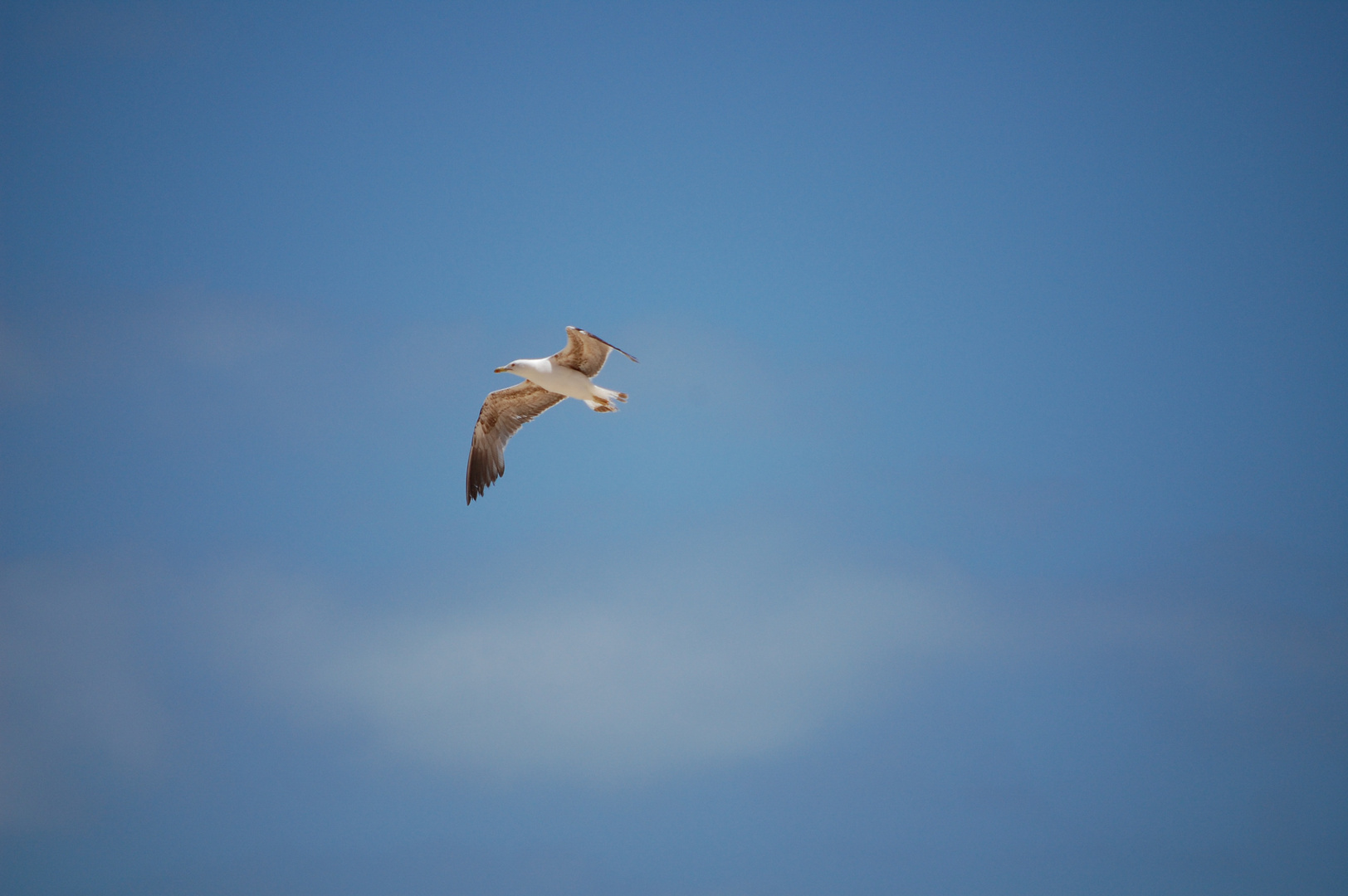 Möwe im Anflug