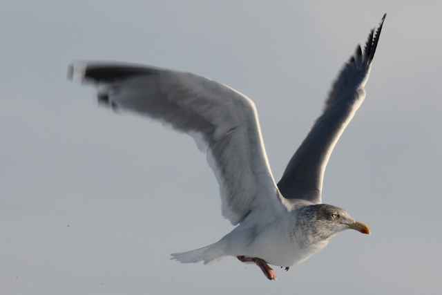 Möwe im Anflug