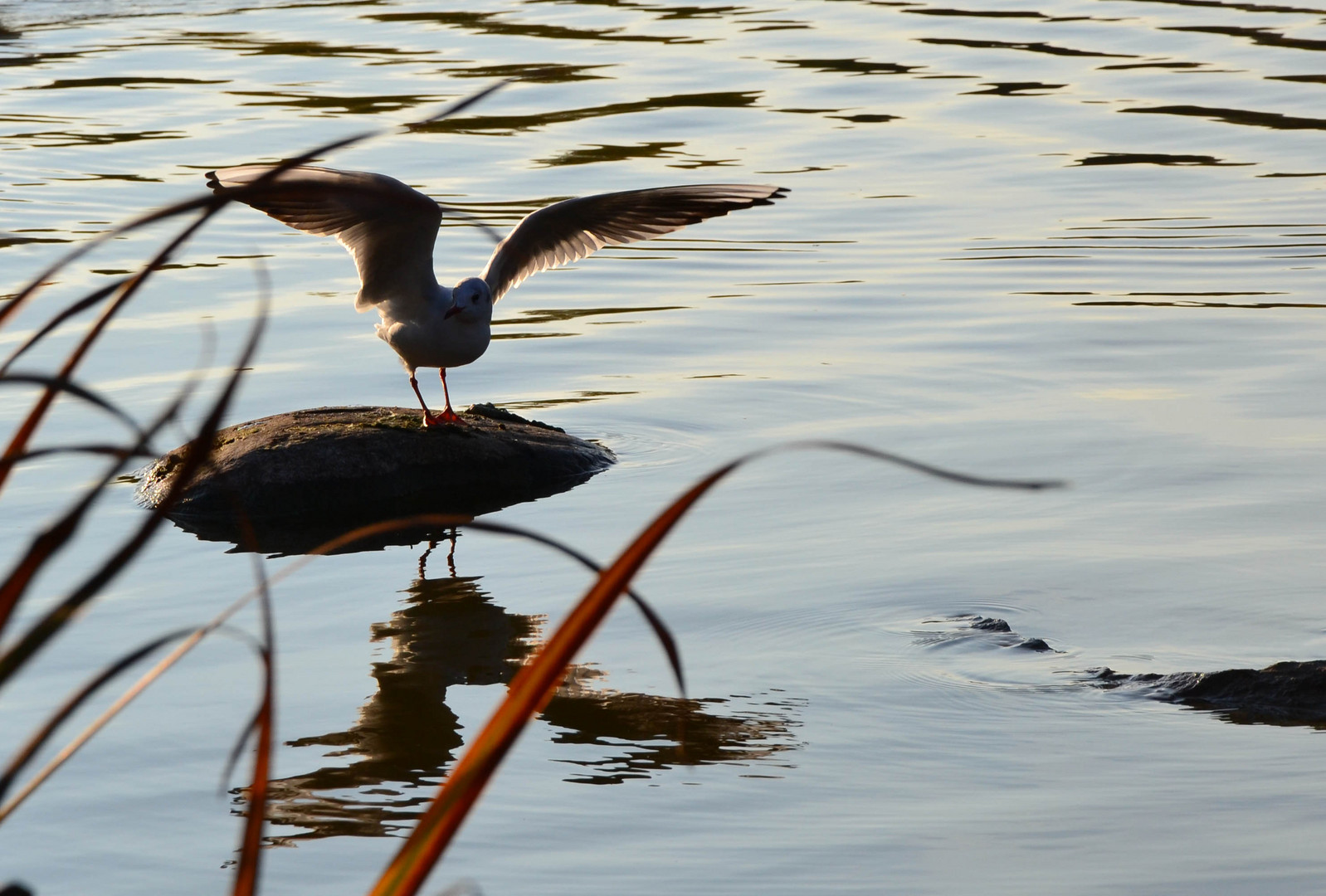 Möwe im Anflug