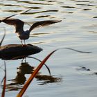 Möwe im Anflug